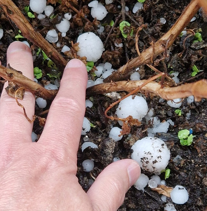 Danni causati dalla grandine agli alberi da frutto a Lleida. Fonte: Efeagro